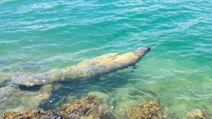 Manatee