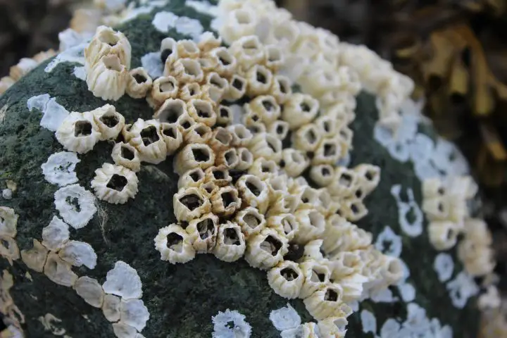 Barnacle shells on a boat hull