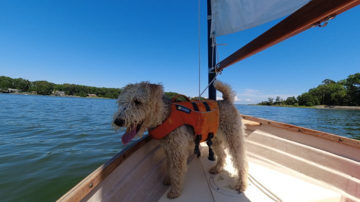 dog sailboat companionway