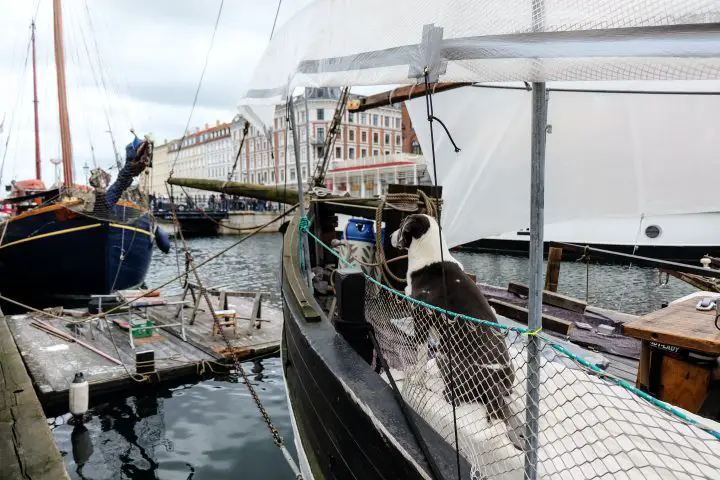 sailing dogs