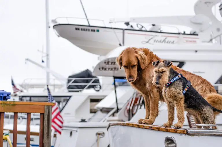 6 Tips for Sailing with Your Dog
