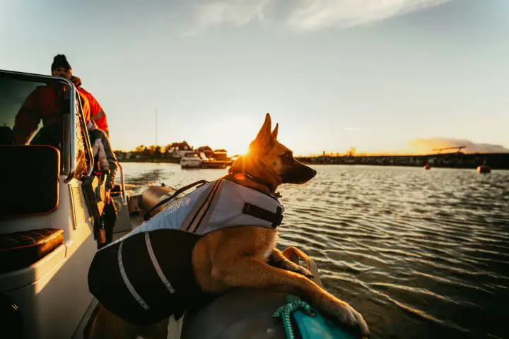 best boat dogs