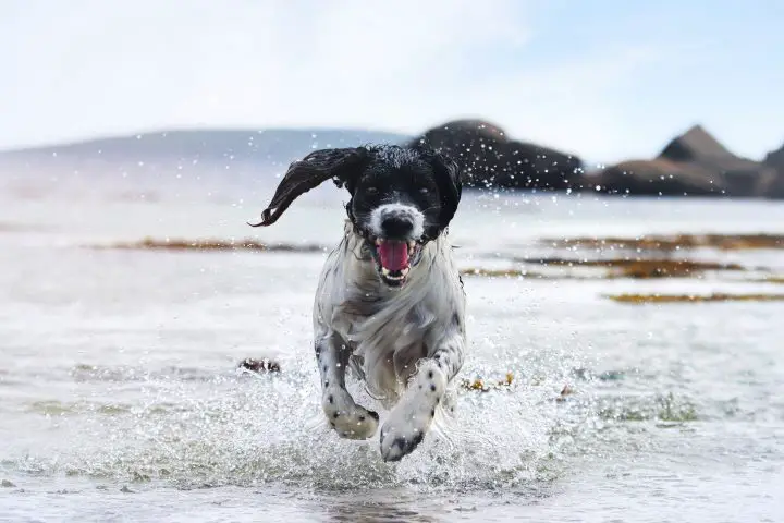 best boat dogs