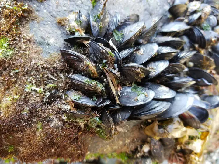 how to get rid of zebra mussels