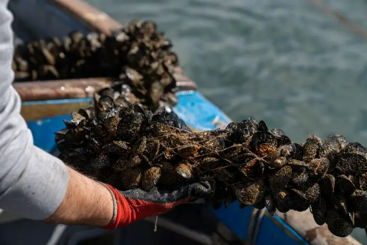zebra mussels