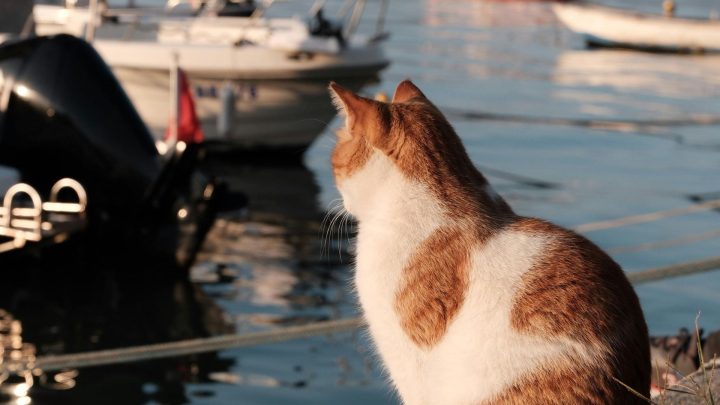 cat on a boat